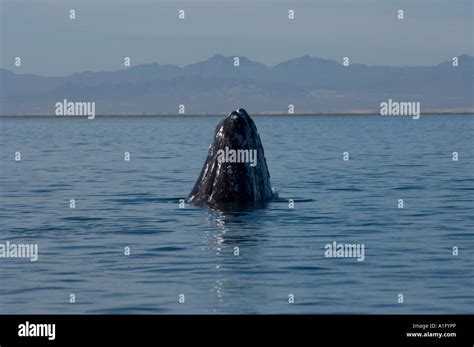Spyhop Gray Whale Hi Res Stock Photography And Images Alamy