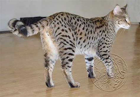 Savannah Cat F1 F2 F3 Explained And Why You Should Know Savannah