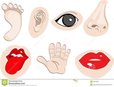 Body Parts Clipart 20 Free Cliparts Download Images On Clipground 2023