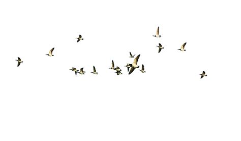 Bird Flight Bird Flight Flying Geese Png Download 51653046 Free