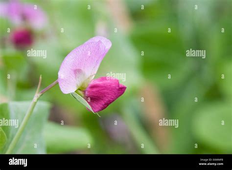 Pisum Sativum Pea Flower Blackdown Hi Res Stock Photography And Images