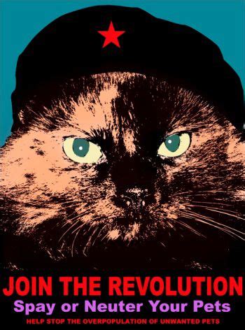 Great spay neuter slogan ideas inc list of the top sayings, phrases, taglines & names with picture examples. knox county spay neuter poster. | Your pet, Neuter, Pets