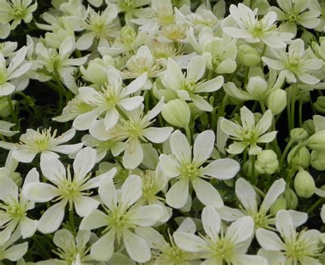 We did not find results for: Clematis Emerald Dream mature & hardy 2 year old plants, 2 ...