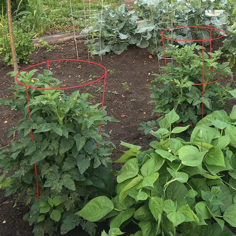 By creating an account, you agree to the privacy policy and the terms and policies, and to receive email from rotten tomatoes and fandango. Red Tomato Cage 5 Pack Heavy Duty Steel Outdoor Plant Vine ...