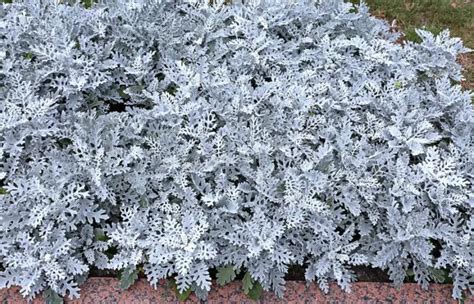 11 Best Silver Leaf Indoor Plants For Home And Garden