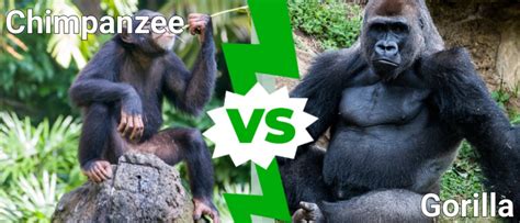 Chimpanzee vs Gorilla: What’s the Difference? - IMP WORLD