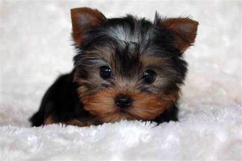 Micro Teacup Yorkie Puppy for sale! | iHeartTeacups