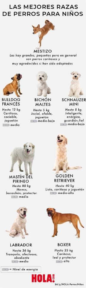 ¿quieres Conocer A Las Mejores Razas De Perros Para Niños