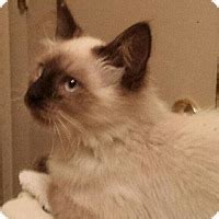 Find groups in columbus, usa that host online or in person events and meet people in your local community who share your interests. Columbus, OH - Ragdoll. Meet Kiley a Kitten for Adoption.