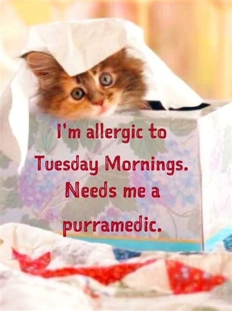 100 Funny Tuesday Memes, Pictures & Images for Motivation