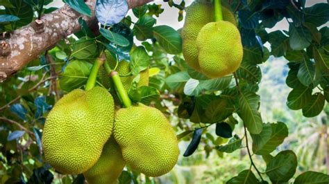Why Is Jackfruit The Official Fruit Of Kerala Pinklungi