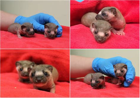 Two Adorable Baby Weasels Rescued From Peninsula Hiking Trail