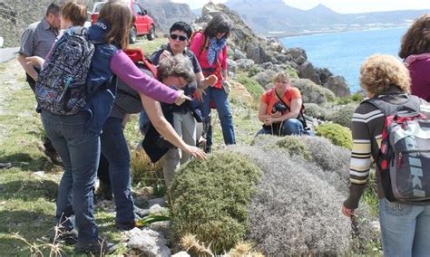 Neuheiten, pflanzen, samen, auswahl und preise für rizinusbaum gewächse und gelangen so zu ihren favorisierten. Ein Wunderbaum auf Kreta: der Rizinusbaum. | Radio Kreta
