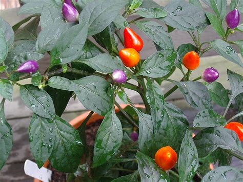 Bolivian rainbow chilli flower spotted. Bolivian rainbow | Bolivian rainbow chili pepper plant ...