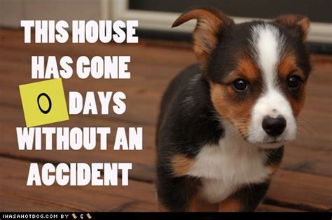 We crate trained at first, and only had two days of accidents. Accidents - I Has A Hotdog - Dog Pictures - Funny pictures ...