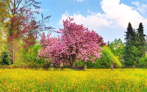 Pink Spring Tree Yellow Flower Wallpapers Pink Spring