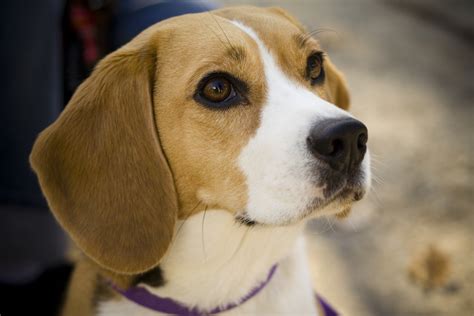 Do Beagles Make Good Pets Uk