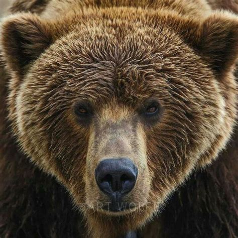 Brown Bear Close Up Face Animal Photography Pictures Photos Bears
