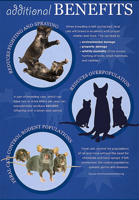 Larger cats are to cost more when putting them to sleep in comparison to the smaller ones. The Benefits of Feral Cat TNR Programs vs. Euthanasia