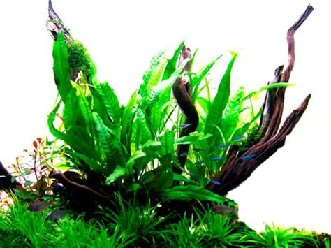 Cara membuat aquascape bisa mengadopsi beragam gaya. Cocok Untuk Pemula! Ini 15 Jenis Tanaman Aquascape yang ...
