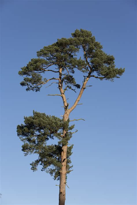 Tree Pine Free Stock Photo Public Domain Pictures