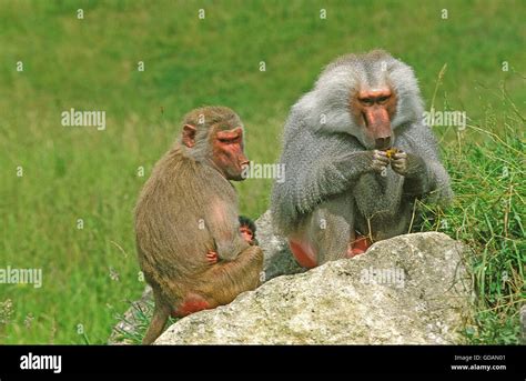 Hamadryas Baboon Papio Hamadryas Male And Female With Young Stock