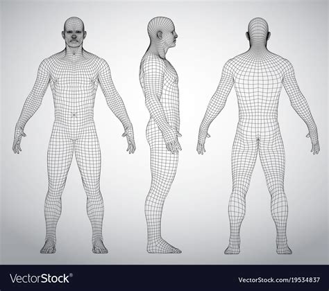 Set 3d Wire Frame Human Body Royalty Free Vector Image