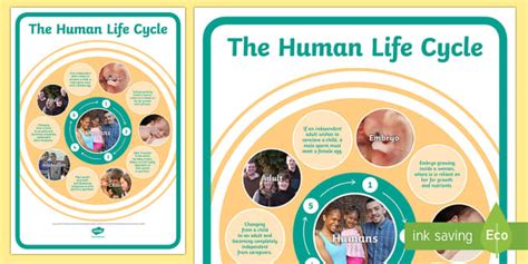 The Life Cycle Of A Human Poster Printable Ks2 Science