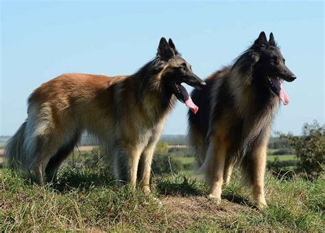 belgian shepherd dogs information dogs breeds facts pets feed