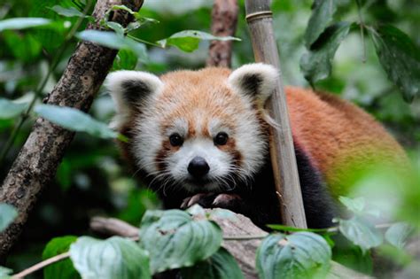 Cute colorful poison dart frogs and their mimics. Cute animal picture of the day: red panda