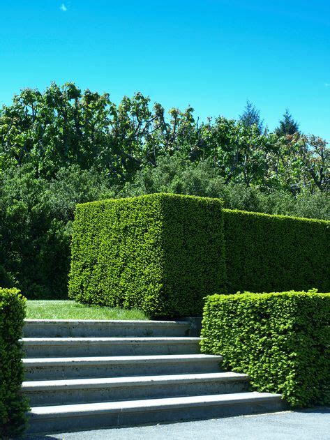 41 Incredible Garden Hedge Ideas For Your Yard Garden Hedges