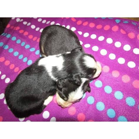 The australian shepherd dog breed has a temperament and personality that has two distinct sides: 7 Wonderful Australian Shepherds for Sale in Rock Hill ...