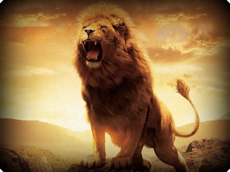 Lion Roar Wallpaper Wallpapersafari