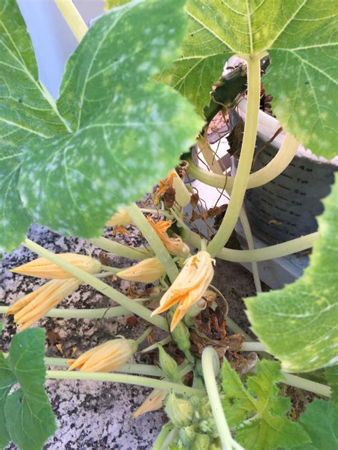 Female squash flowers not opening. Does anyone know why my squash plants flower but never ...