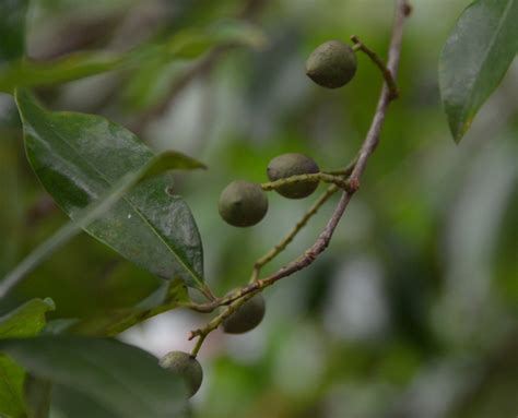The fruit is a food source for birds and small mammals, and many species of songbirds will come for a meal. UFEI - SelecTree: A Tree Selection Guide