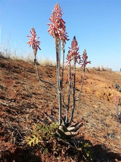 Aloe Davyana In Flower Maropeng South Africa July 2014 Desert Gardening