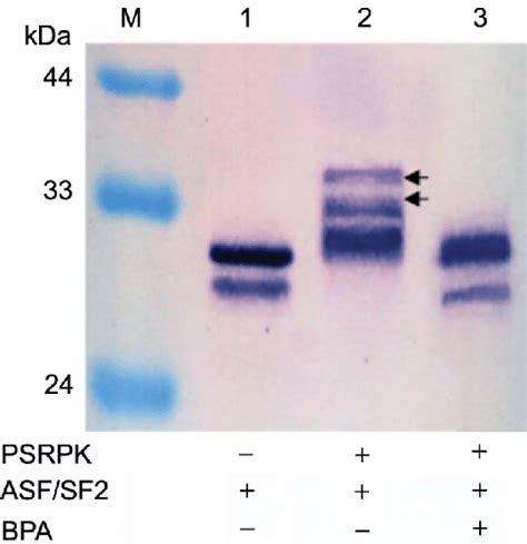 Western Blot Analysis Of Asfsf2 Phosphorylation By Co Expressed Psrpk