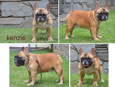 Konsep Harga Anjing Bulldog, Gaya Rambut Terbaru!