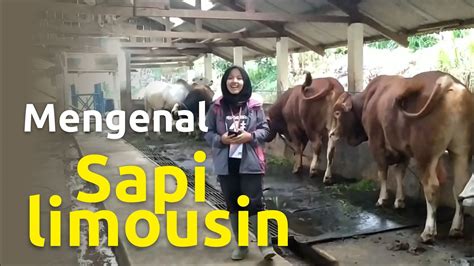 Mengenal Sapi Limousin Youtube