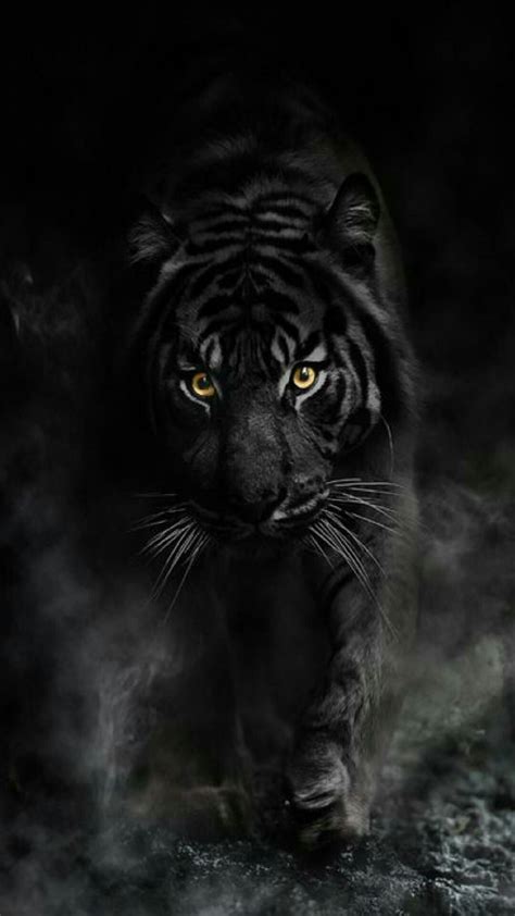 Black Tiger Fotos De Animales Salvajes Animales Salvajes Bonitos