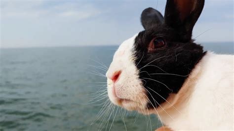 Rabbit Sees A Lake For The First Time Youtube