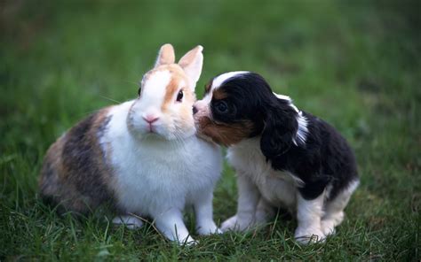 28 Puppy And Rabbit Wallpapers Wallpapersafari