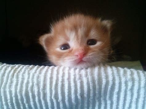 An intestinal blockage is a very serious condition that can kill. My precious orange cat had a bowel obstruction - Lotto the Cat