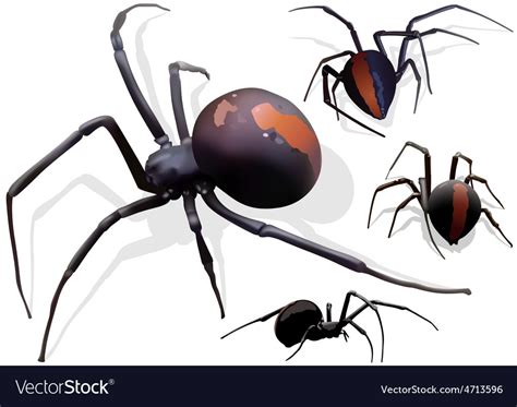 Black Widow Spider Royalty Free Vector Image Vectorstock