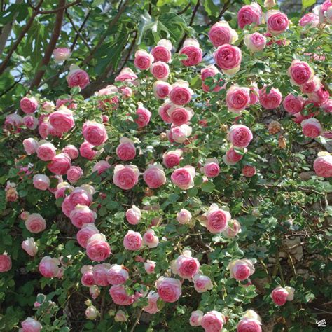 Eden Climbing Rose — Green Acres Nursery And Supply