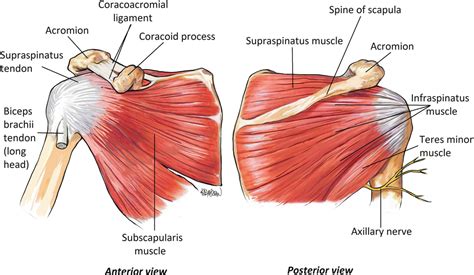 STABILITY OF SHOULDER JOINT Proactive Physio Knowledge