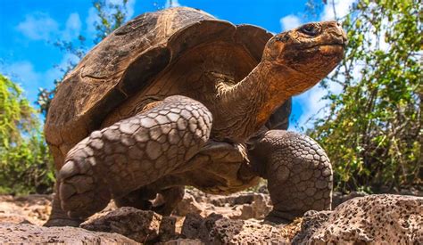 Top 10 Galapagos Islands Animals And Wildlife Spotting Tips Rainforest