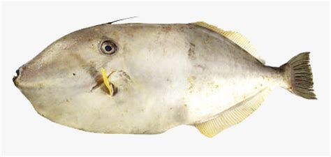 | leather fishing jackets & coats. Leather Jacket (2kg Size) - True Fish Traders