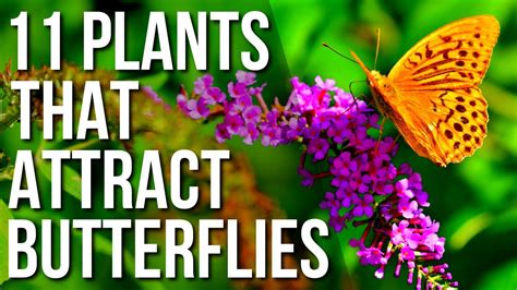 11 Plants To Attract Butterflies To Your Garden Best Plants For