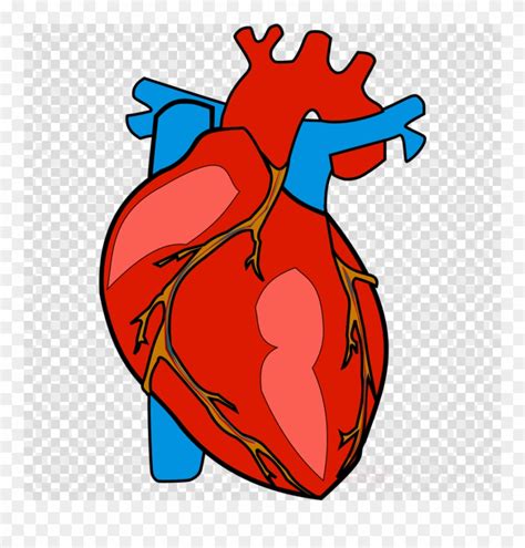 Download Human Heart Clipart Heart Clip Art Human Body Heart Clipart